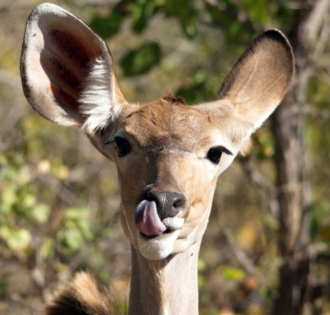 Kruger en Afrique du Sud