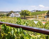 Vignoble a Stellenbosch en Afrique du Sud