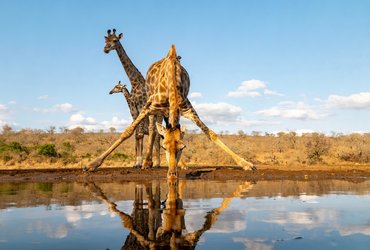 Girafes en Afrique du Sud
