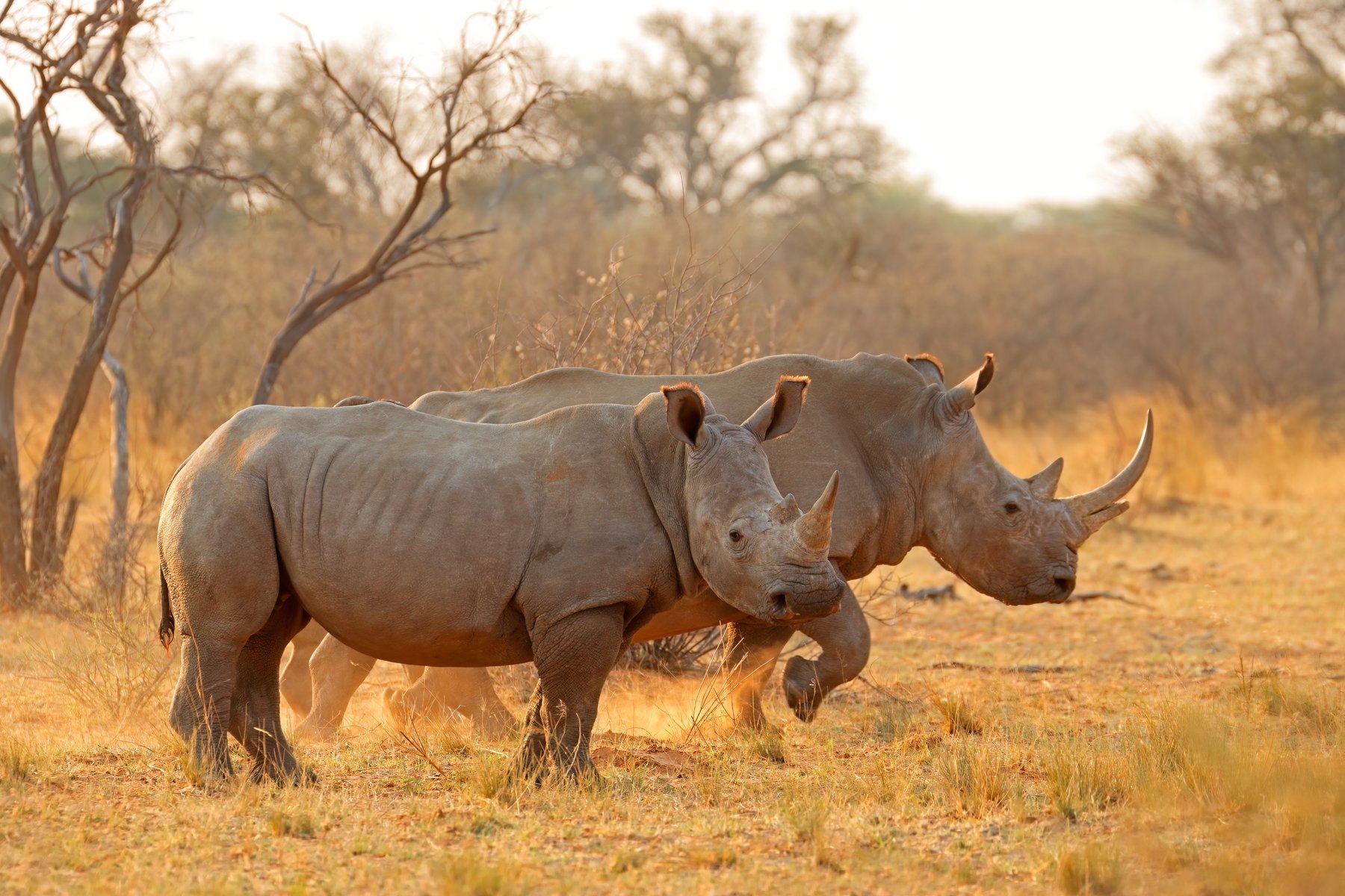 Rhinoceros en Afrique du Sud