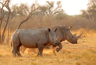 Rhinoceros en Afrique du Sud