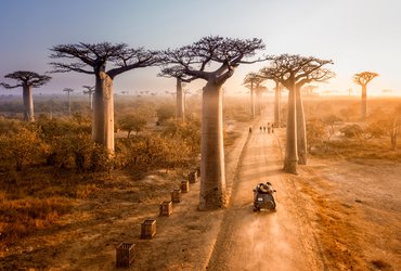 Allée des baobabs à Madagascar