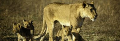 Souvenir du voyage de Virgile, Tanzanie