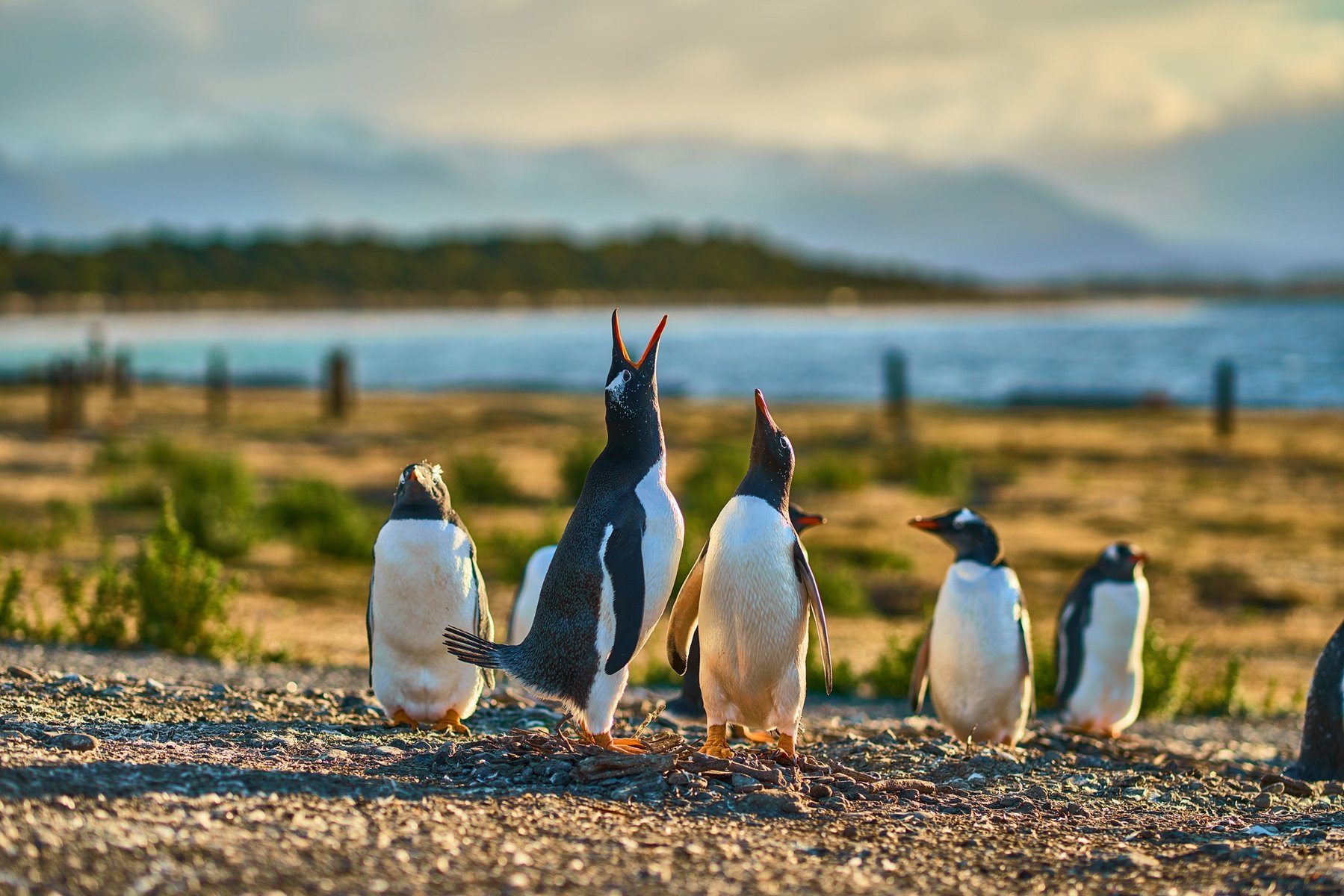 Canal de beagle en Patagonie en Argentine