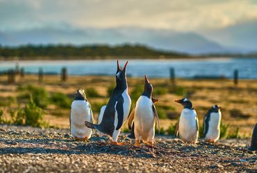 Canal de beagle en Patagonie en Argentine