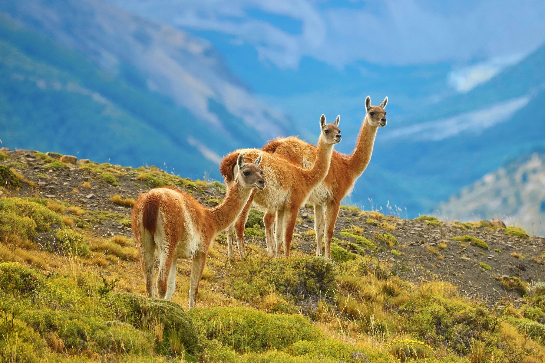 Torres del Paine au Chili