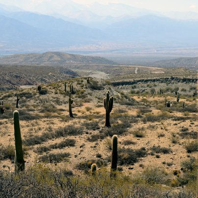 Cactus a Salta en Argentine