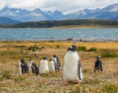 Terre de feu Ushuaia en Argentine