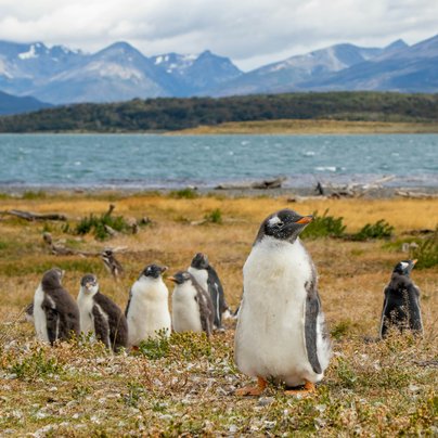 Terre de feu Ushuaia en Argentine