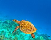 Tortue au Belize