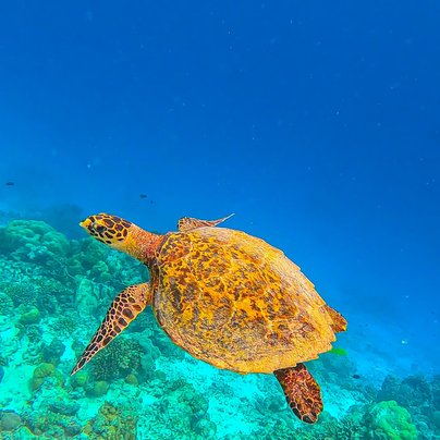 Tortue au Belize