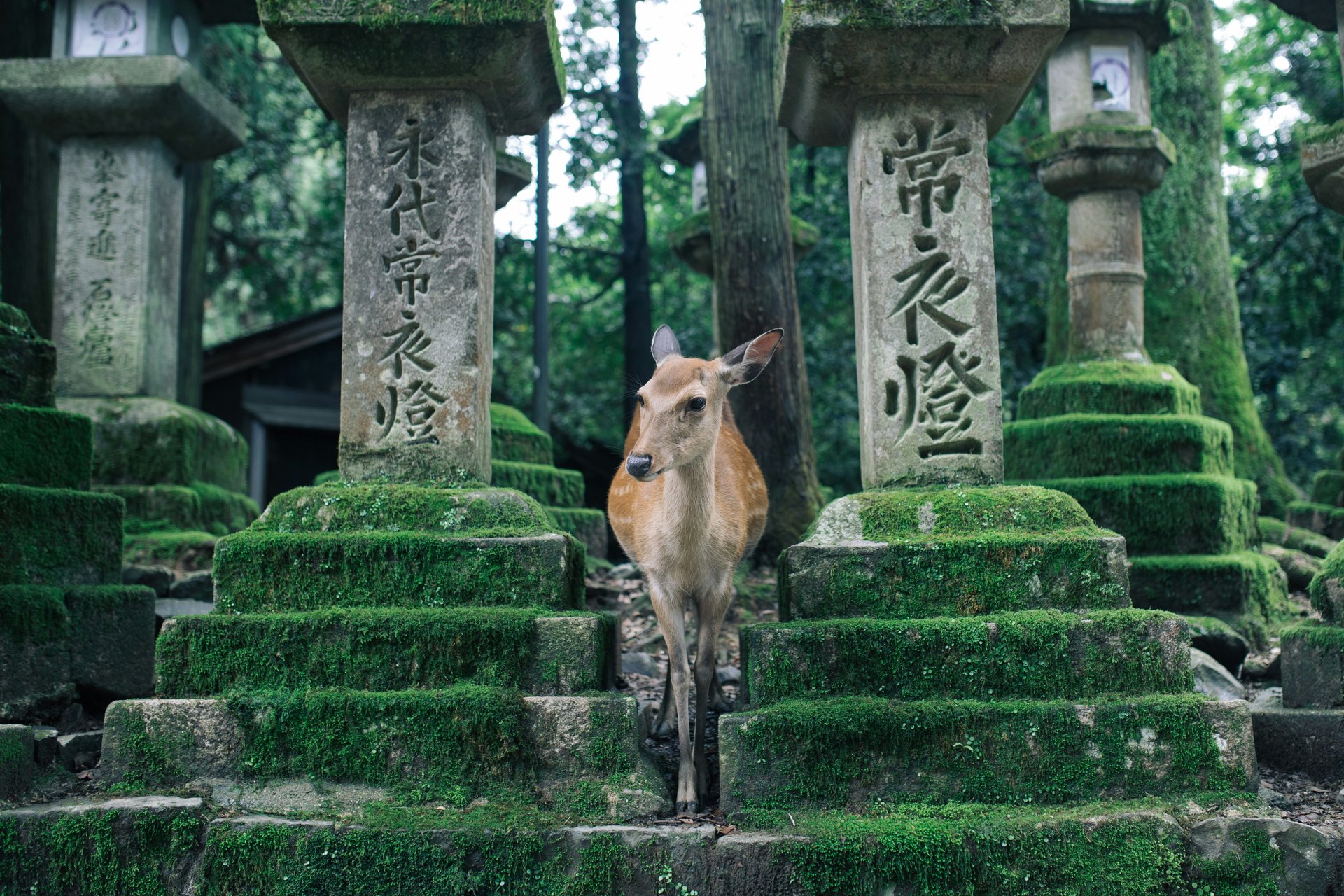 Nara, Japon
