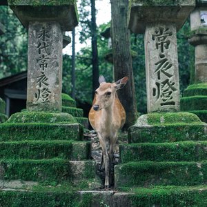 Nara, Japon