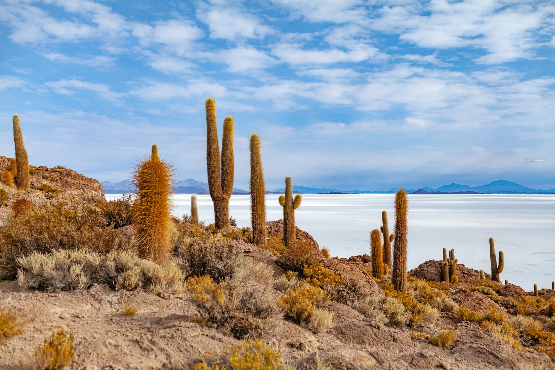 Cactus dans la Salar D'Uyuni en Bolivie