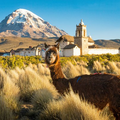 Alapaga dans le parc national de Sajama en Bolivie