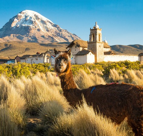 Alapaga dans le parc national de Sajama en Bolivie