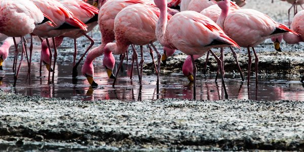 Bolivie sud lipez flamants roses