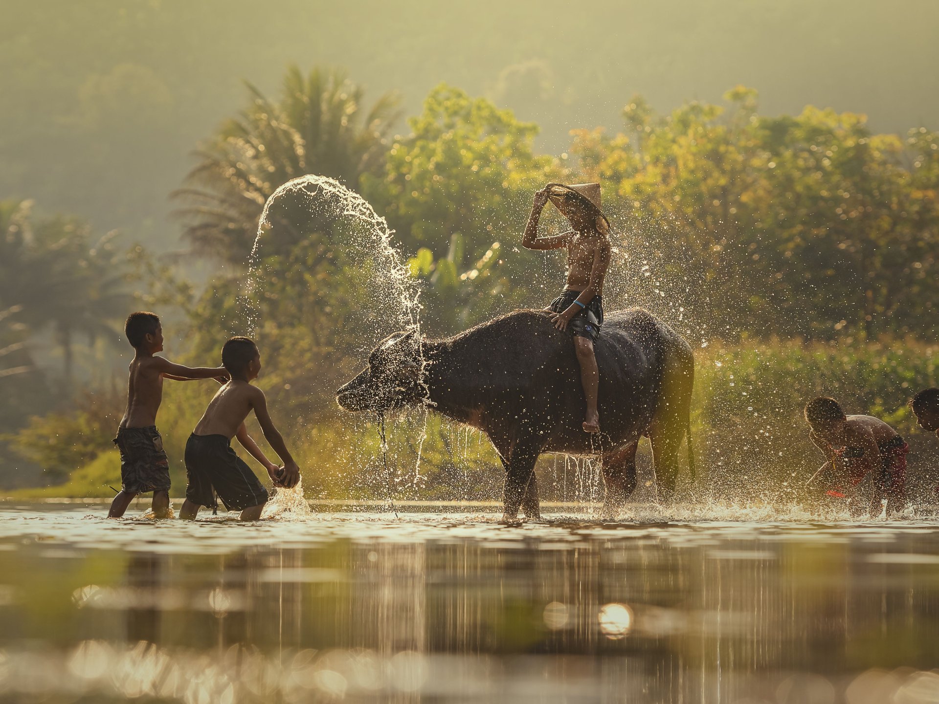 Buffle d'eau Laos