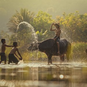 Buffle d'eau Laos