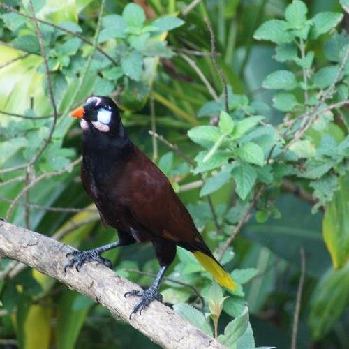 Souvenir du voyage de Nathalie, Costa Rica