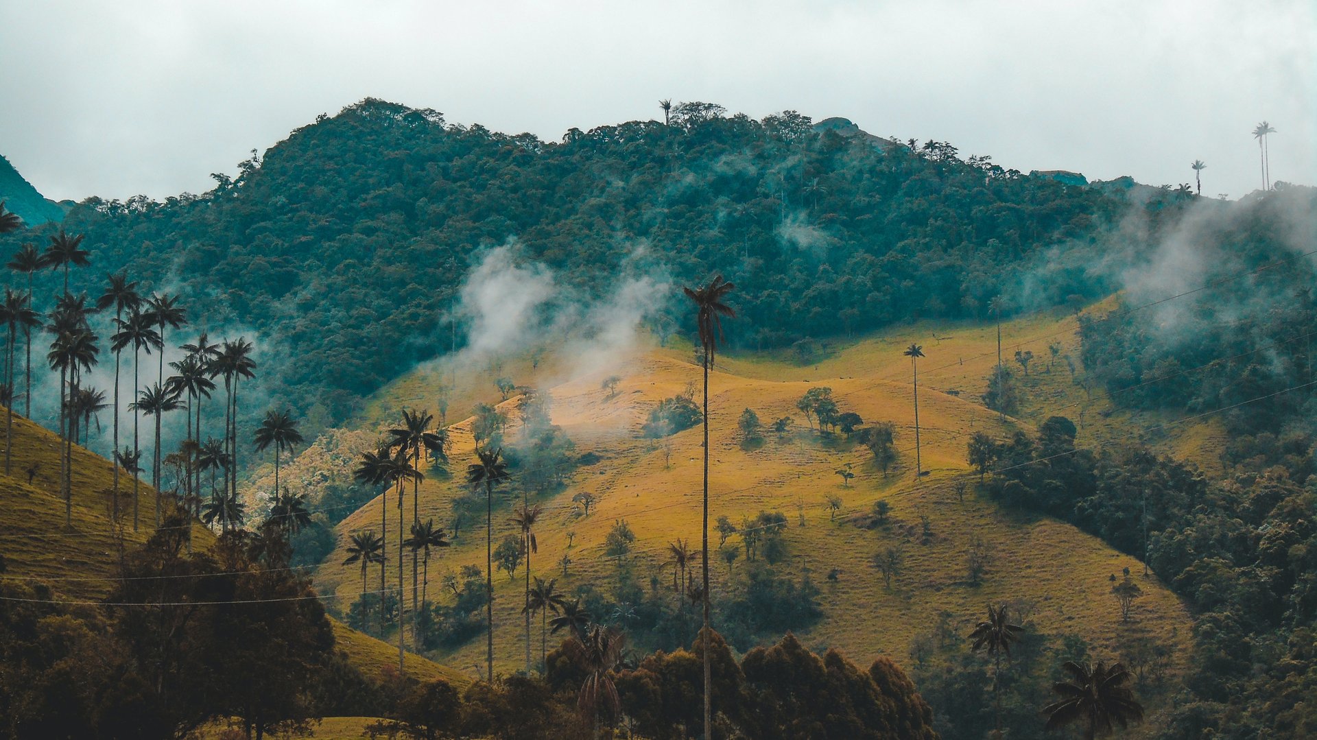 Cocora Valley, Colombia