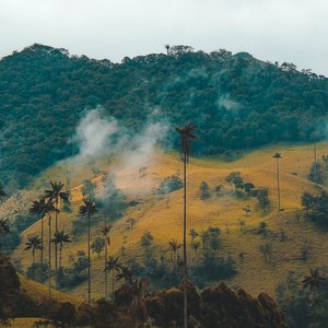 Cocora Valley, Colombia