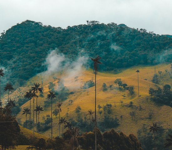 Cocora Valley, Colombia