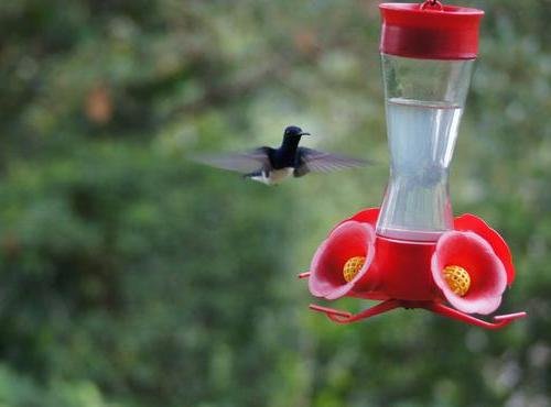 Souvenir du voyage de Nathalie, Costa Rica