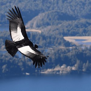Condor des Andes, Colombie
