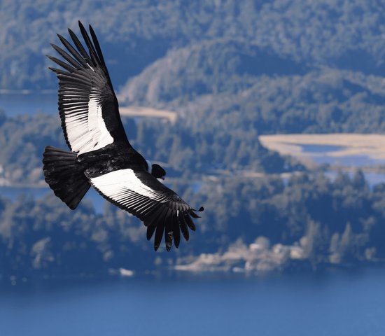 Condor des Andes, Colombie