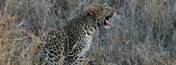 Souvenir du voyage de Céline, Afrique du Sud