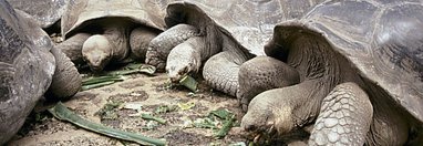 Souvenir du voyage de Edgar, Equateur