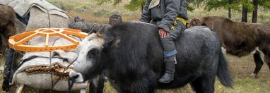 Souvenir du voyage de Estelle, Mongolie