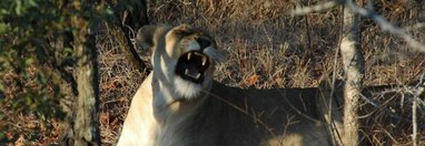 Souvenir du voyage de Etienne, Afrique du Sud