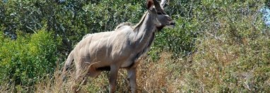 Souvenir du voyage de Etienne, Afrique du Sud