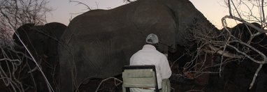 Souvenir du voyage de chantal, Afrique du Sud