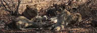 Souvenir du voyage de chantal, Afrique du Sud