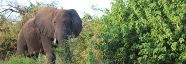 Souvenir du voyage de Joanna, Afrique du Sud