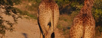 Souvenir du voyage de isabelle, Afrique du Sud