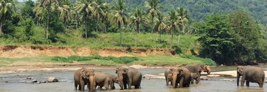 Souvenir du voyage de Nicole , Sri Lanka