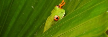 Souvenir du voyage de Guillaume, Costa Rica