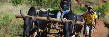 Souvenir du voyage de Véronique, Madagascar