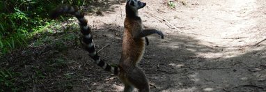 Souvenir du voyage de Véronique, Madagascar