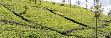 Souvenir du voyage de Jean Paul , Sri Lanka