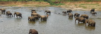 Souvenir du voyage de Jean Paul , Sri Lanka