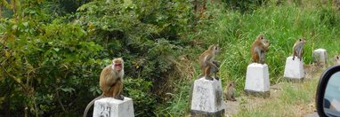 Souvenir du voyage de Jean Paul , Sri Lanka