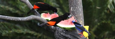 Souvenir du voyage de Françoise, Costa Rica