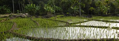 Souvenir du voyage de Jean Francois, Sri Lanka