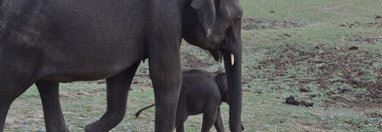 Souvenir du voyage de Olivier et Laurence, Sri Lanka