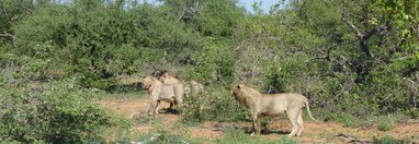 Souvenir du voyage de MICHEL, Afrique du Sud